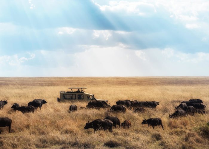 Kenyan Safari Banner